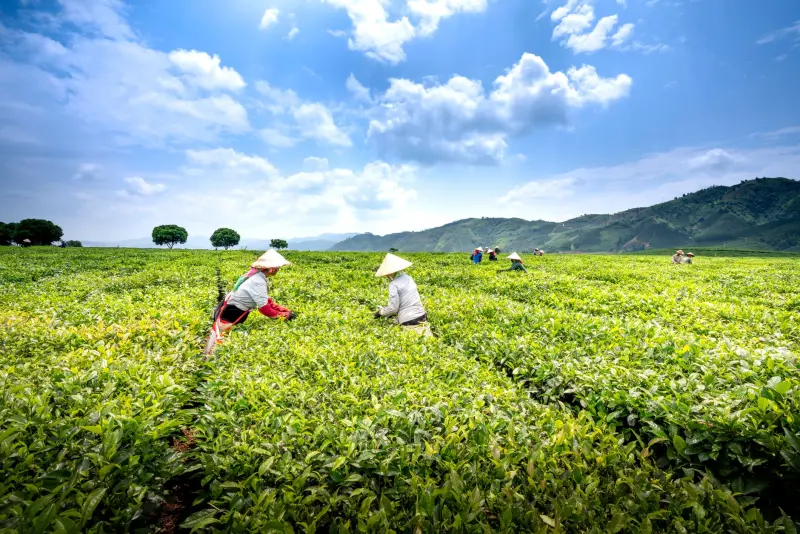 上海方宇邹食堂承包服务：标准化管理体系与食品安全保障解析